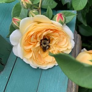 Meet your Posher, Pat